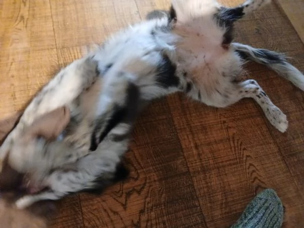 Regalo cucciola bellissima  | Foto 0