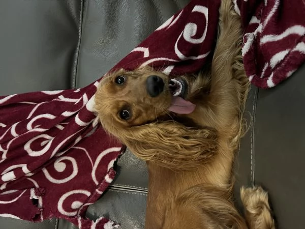 Cocker spaniel regalo  | Foto 1