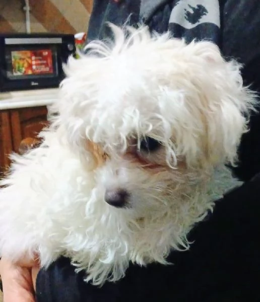 Cucccioli di matese | Foto 6