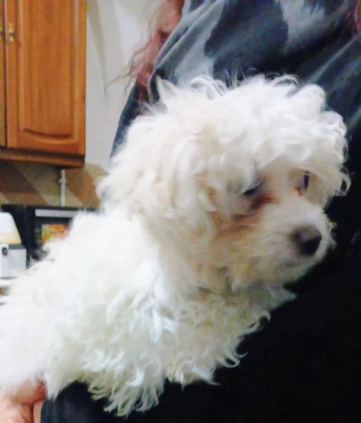 Cucccioli di matese | Foto 4