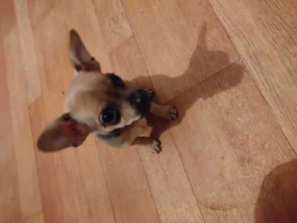 Vendo cuccioli pinscher  | Foto 4