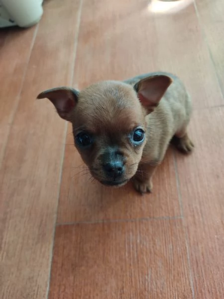 Vendo cuccioli pinscher  | Foto 2