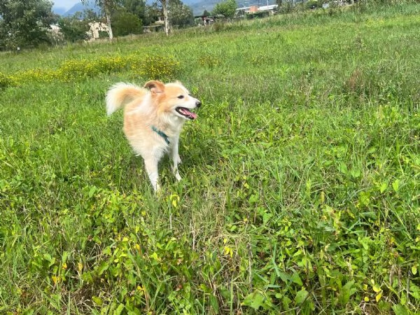 Spillo cerca urgente una nuova casa 