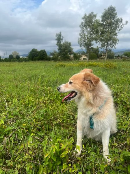 Spillo cerca urgente una nuova casa  | Foto 3