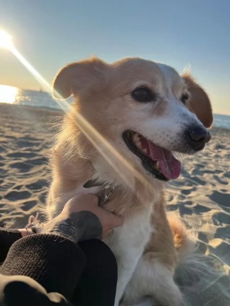 Spillo cerca urgente una nuova casa  | Foto 2