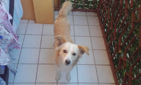 Spillo cerca urgente una nuova casa  | Foto 0