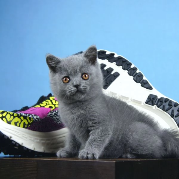 Cuccioli di british shorthair 