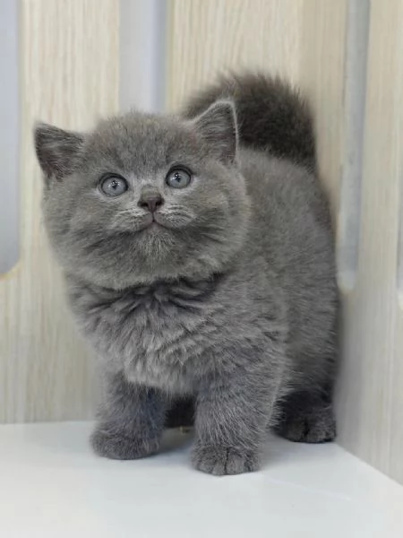 Gatti British shorthair | Foto 1