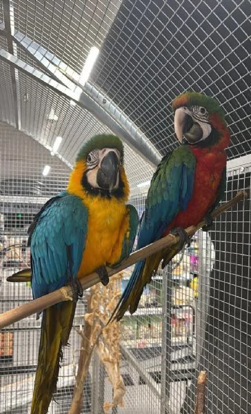 Varietagrave di piccoli pappagalli ara domestici allevati a mano