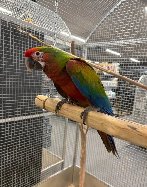 Varietagrave di piccoli pappagalli ara domestici allevati a mano | Foto 2