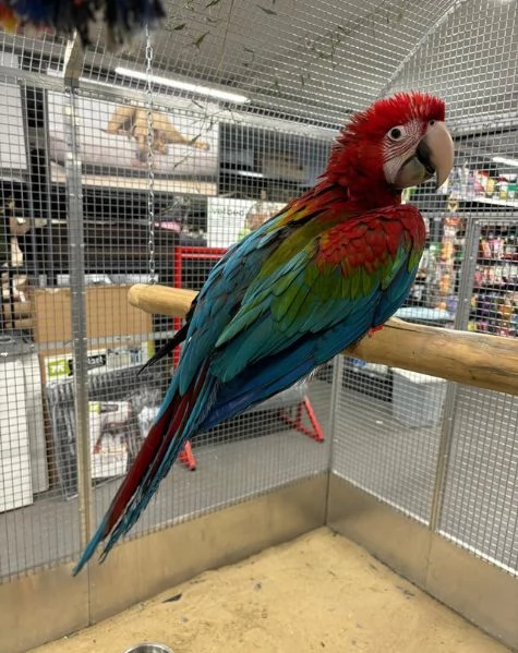 Varietagrave di piccoli pappagalli ara domestici allevati a mano | Foto 1