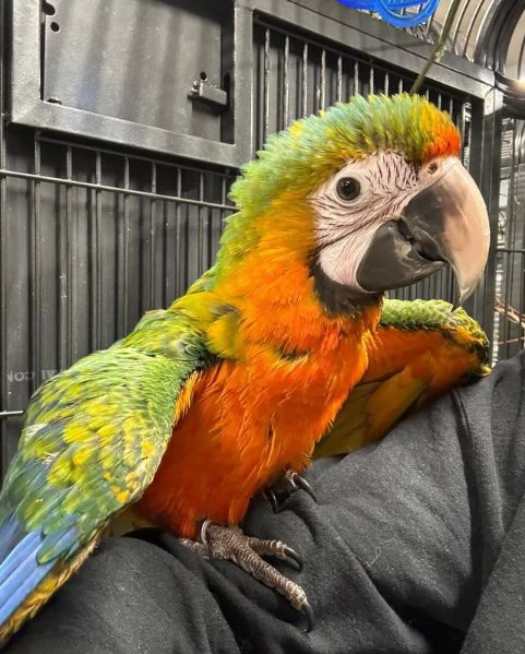 Varietagrave di piccoli pappagalli ara domestici allevati a mano | Foto 0