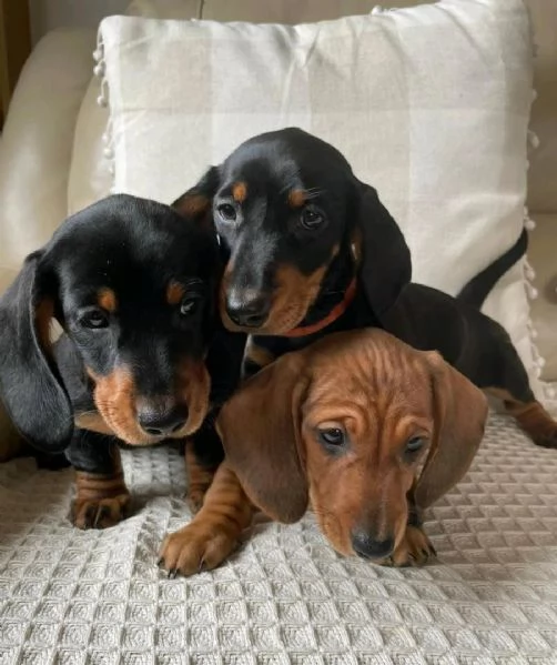 Cuccioli di Bassotto Nano | Foto 2