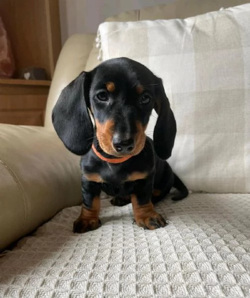 Cuccioli di Bassotto Nano