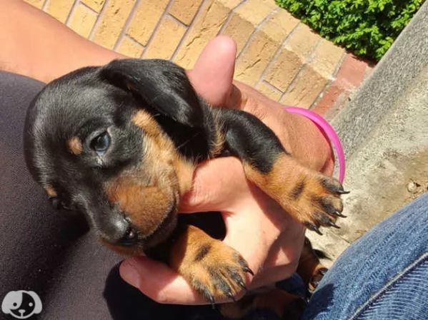 Cuccioli di Bassotto Nano | Foto 3