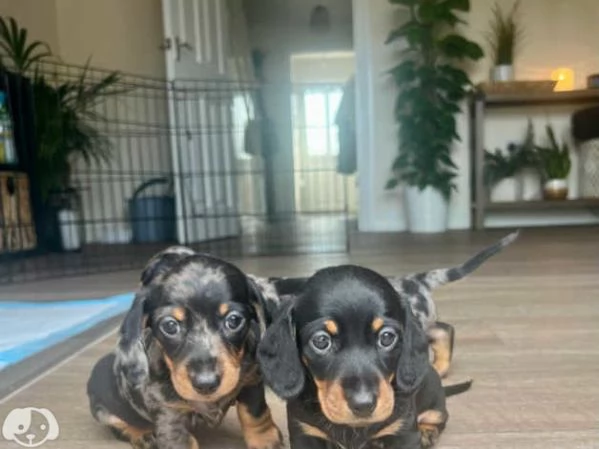 Cuccioli di Bassotto Nano | Foto 0