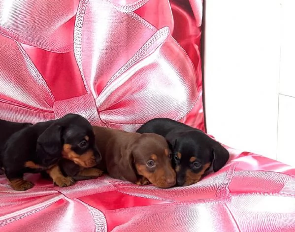 Cuccioli di Bassotto Nano | Foto 2