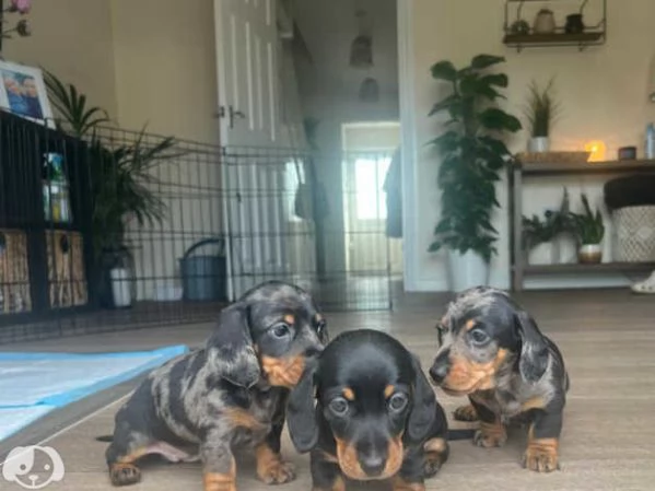 Cuccioli di Bassotto Nano | Foto 3