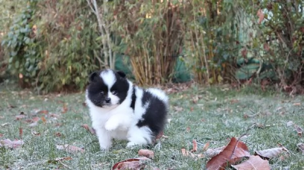 Cuccioli di Pomerania con pedigree | Foto 2