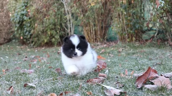 Cuccioli di Pomerania con pedigree | Foto 0