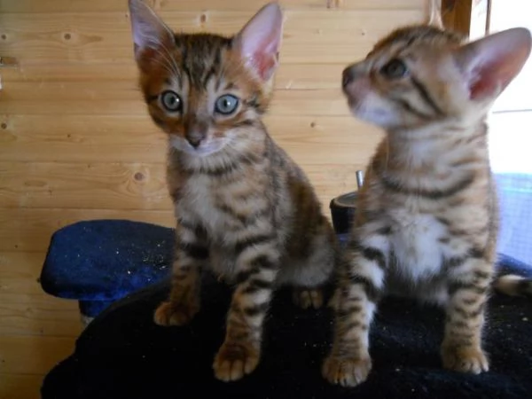 Graziosi gattini esotici del Bengala