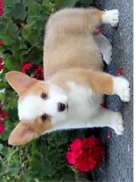 cucciolo di welsh corgi tenerissimi intrigantissimi e buonissimi di 70 giorni sia maschi che femmina