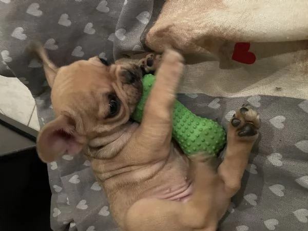 Cucciolo bulldog francese  | Foto 1