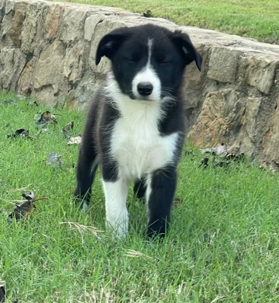 cuccioli di border collie