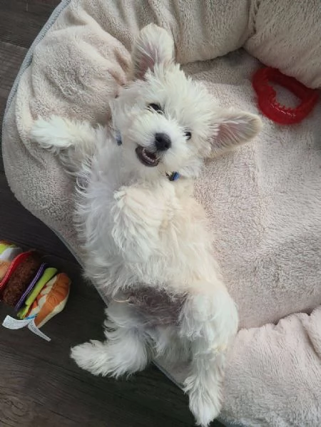 welsh corg cuccioli con pedigree 