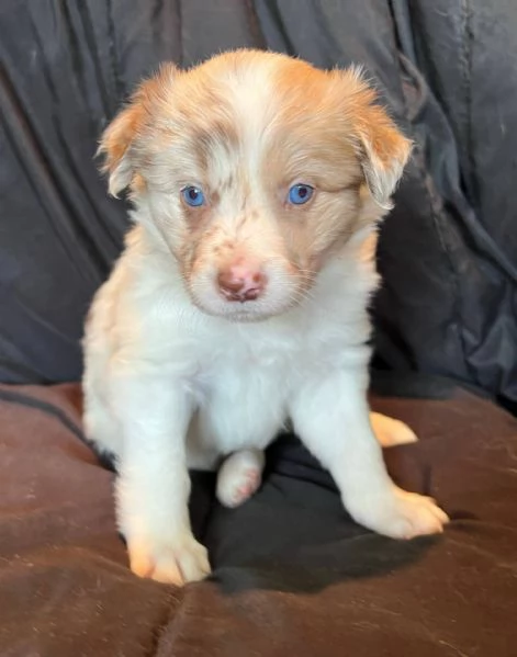 cuccioli di border collie