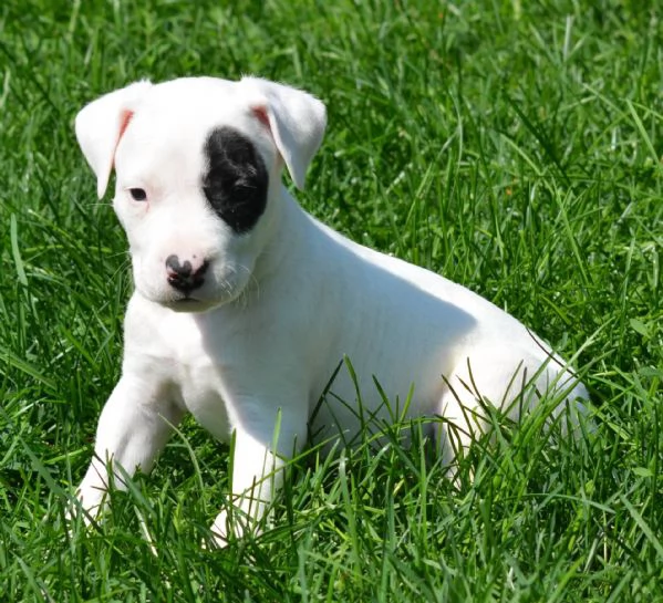 email  hidden cuccioli dogo argentino pedigree enci con tutte le vaccinazioni e sve
