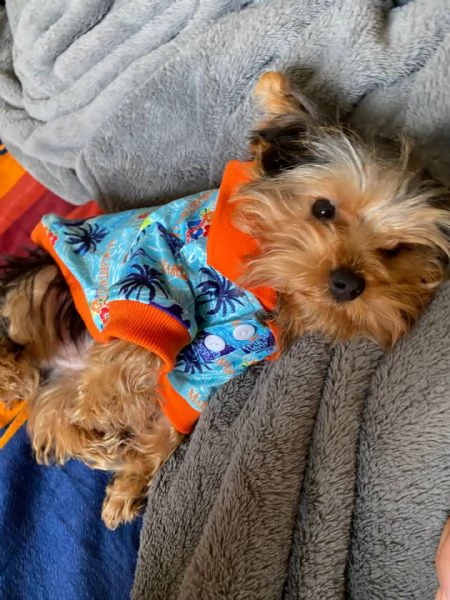 Cuccioli adorabile di cuccioli di Yorkshire terrier | Foto 0