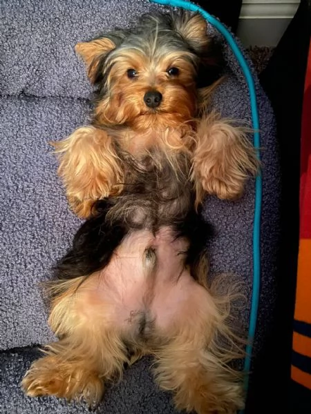 Cuccioli adorabile di cuccioli di Yorkshire terrier