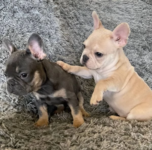 cuccioli di bulldog francese per ladozione bellissimi cuccioli disponibili