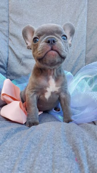 cuccioli di bulldog francese per ladozione bellissimi cuccioli disponibili | Foto 0