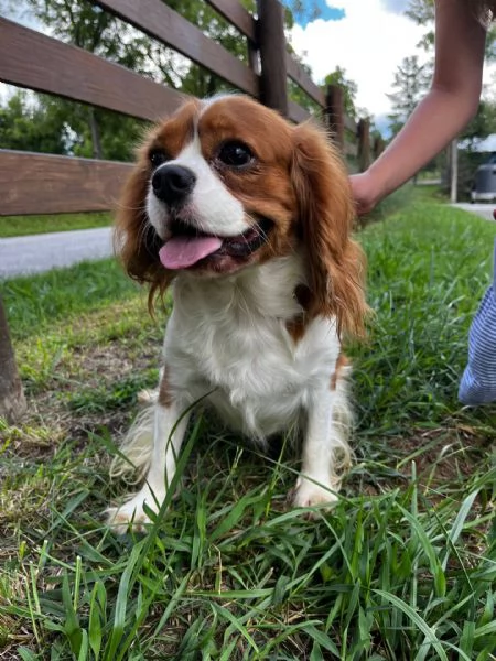 Adorali cuccioli di cavalier king femminucce e maschietti
