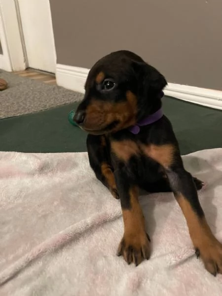 Adorali cuccioli di PINSCHER DOBERMAN femminucce e maschietti