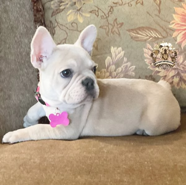 disponibili maschi e femmine di bulldog francese i piccoli hanno 90 giorni