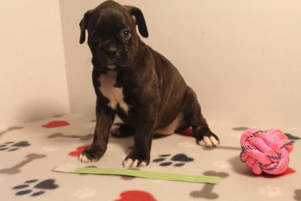Adorabili cuccioli di boxer femminucce e maschietti disponibili per ladozione