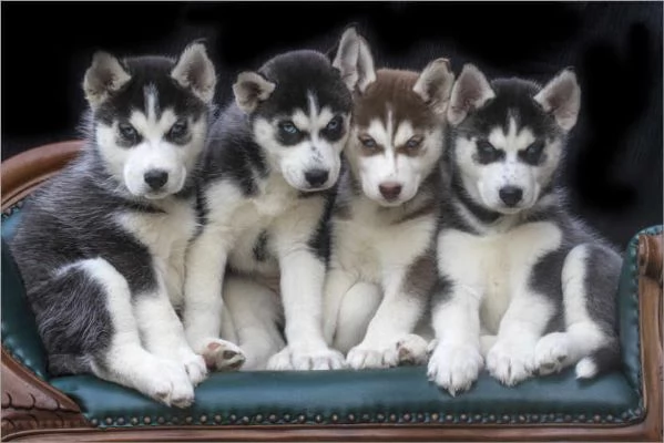 Adorabili cuccioli di siberian husky femminucce e maschietti disponibili per ladozione | Foto 0