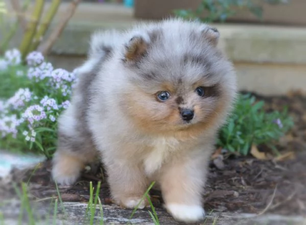 cuccioli di pomerania volpino femminucce e maschietti disponibili per ladozione | Foto 0