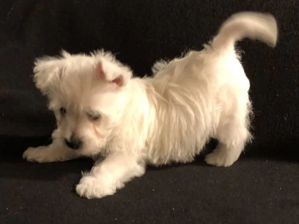 cuccioli di West highland femminucce e maschietti disponibili per ladozione