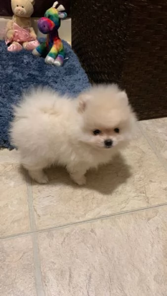 cuccioli di pomerania femminucce e maschietti disponibili