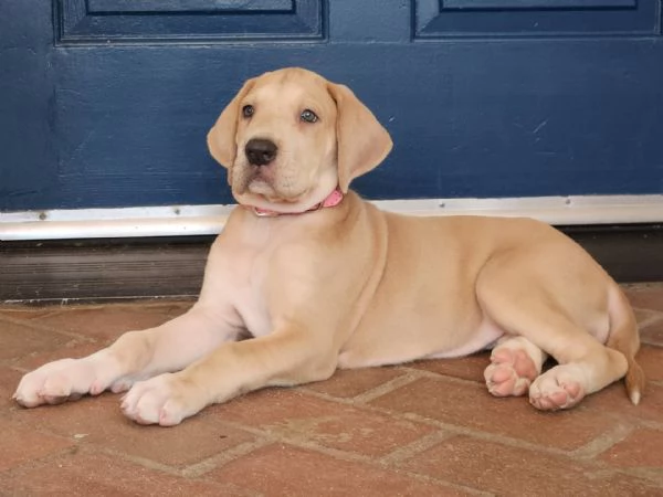 Adorabili cuccioli di ALANO