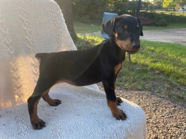 Adorabili cuccioli di dolce carlino