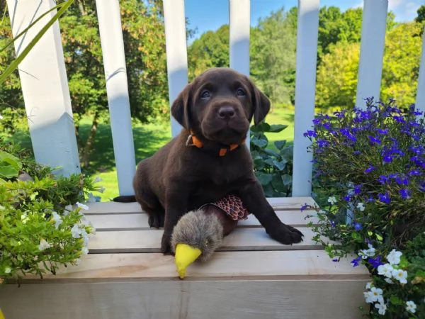 Adorabili cuccioli di labrador femminucce e maschietti