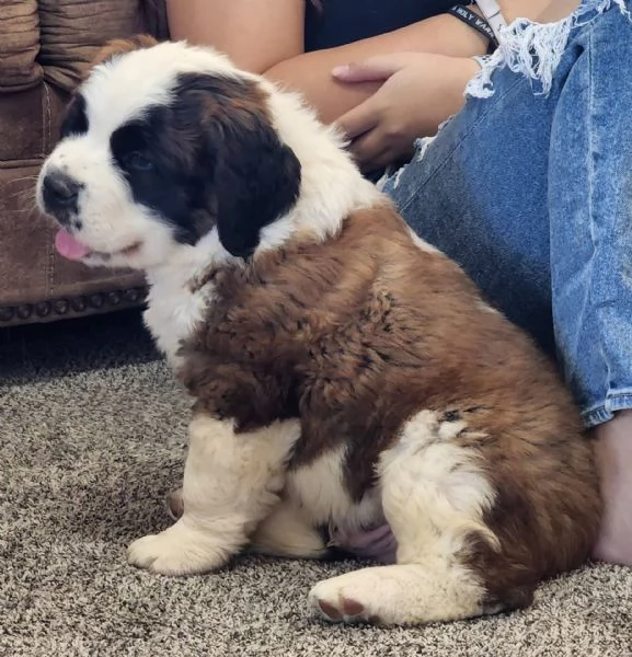 Adorabili cuccioli di san bernardo femminucce e maschietti disponibili per ladozione