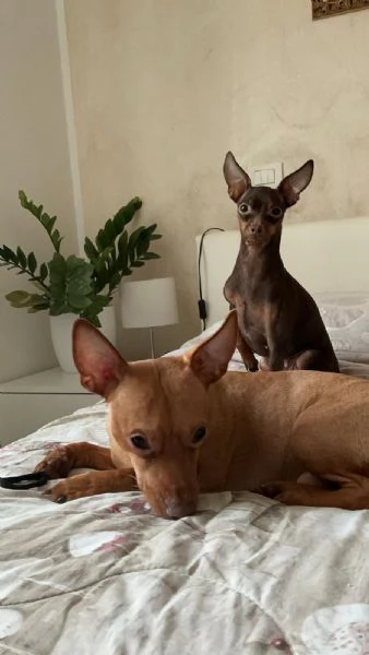 Cucciolo di Pincher | Foto 4