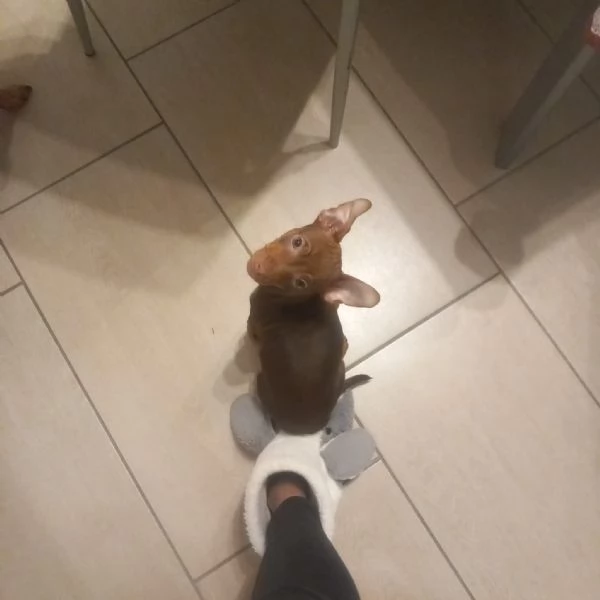 Cucciolo di Pincher | Foto 3