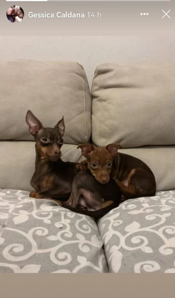 Cucciolo di Pincher | Foto 1